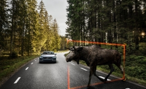 Un estudio demuestra la incapacidad de asistentes de conducción frente a los animales salvajes