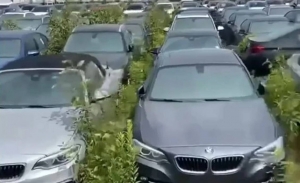 ¿El desguace más caro del mundo? Unos 3.000 BMW y MINI se pudren al sol en Canadá