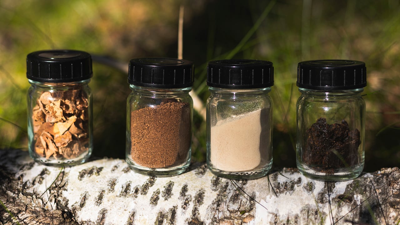 El secreto de los neumáticos de invierno del futuro está en la corteza de un árbol, y Nokian Tyres ya los prueba