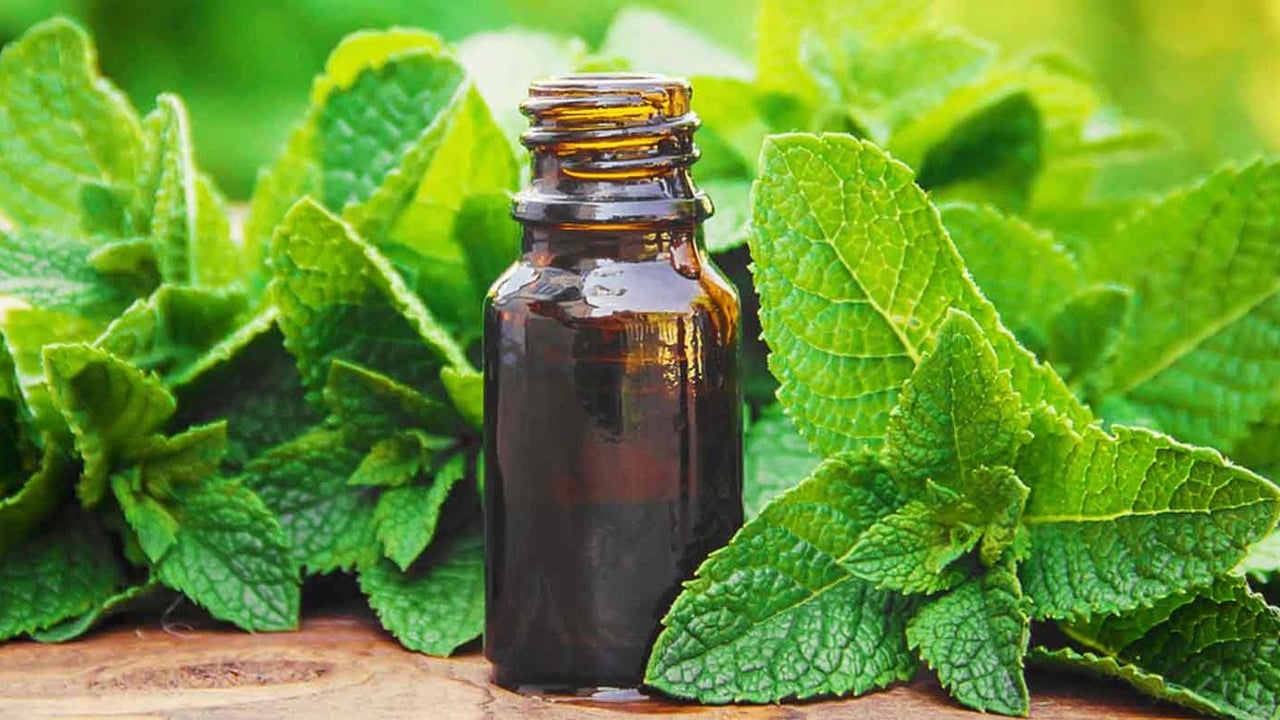 Un estudio revela cómo la menta y la bergamota pueden mejorar la seguridad al volante